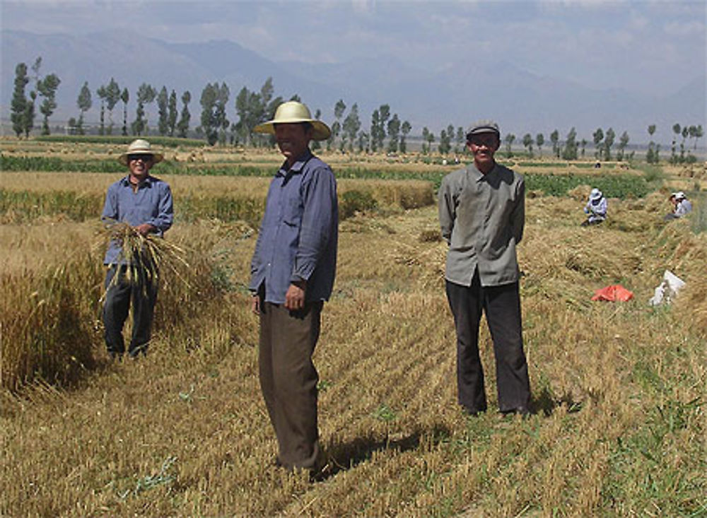 Moissons dans la province du Qinghai