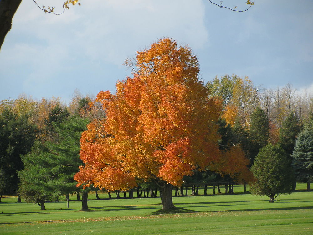 Automne à Hemmingford