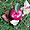 Pomme à Rougemont