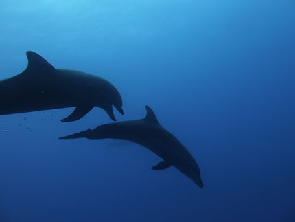 Les dauphins 