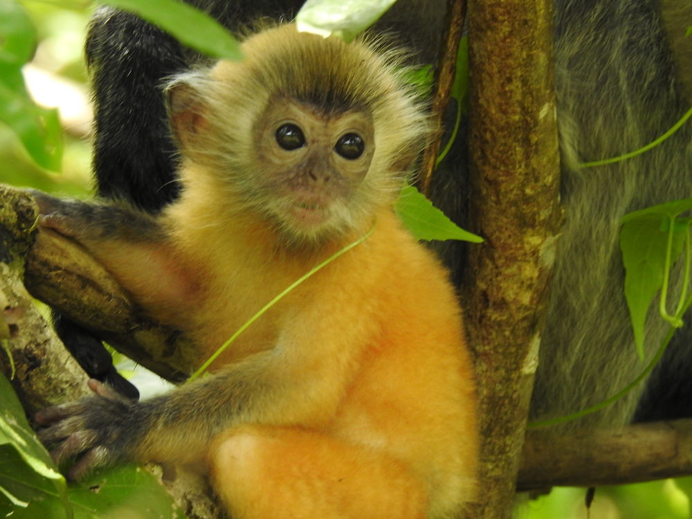 Bébé singe (langur)