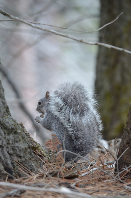 Fluffy squirrel
