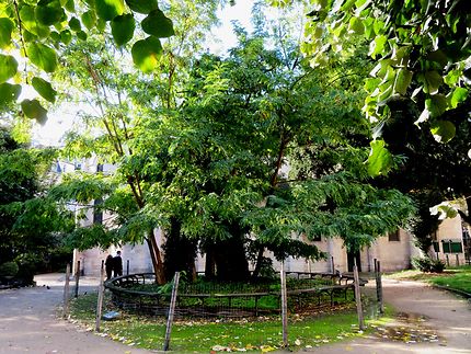 Le plus vieil arbre de Paris 