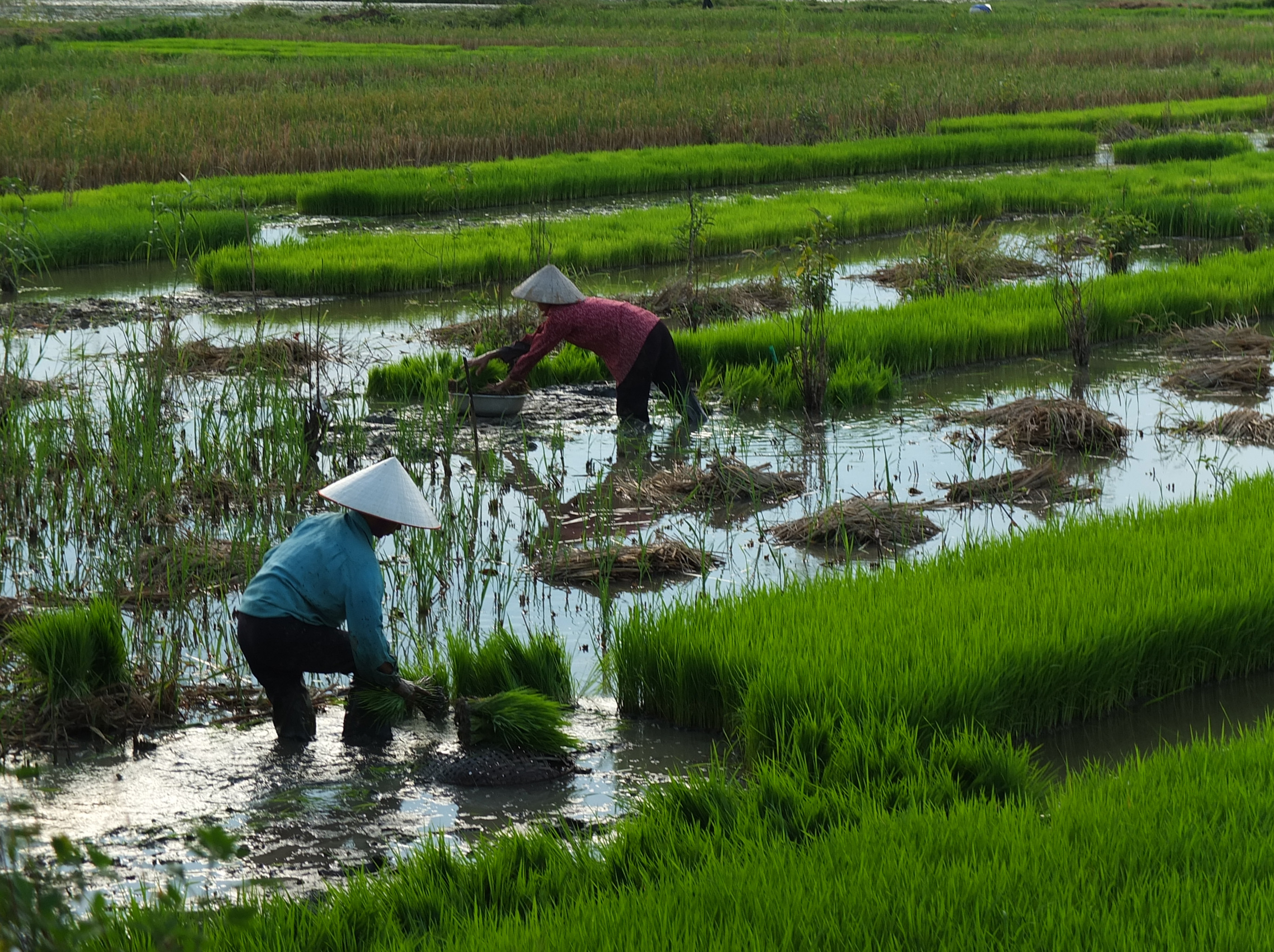 Planter le riz Planter le riz
