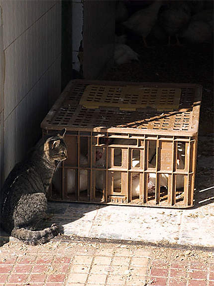 Chat qui surveille les poules au Maroc