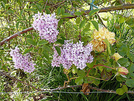 Les allées magnifiques de lilas à Cambo