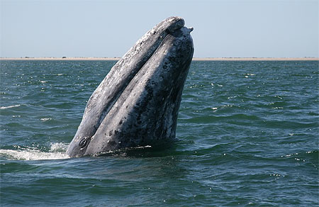 Baleine grise en Basse Californie Baleine grise en Basse Californie