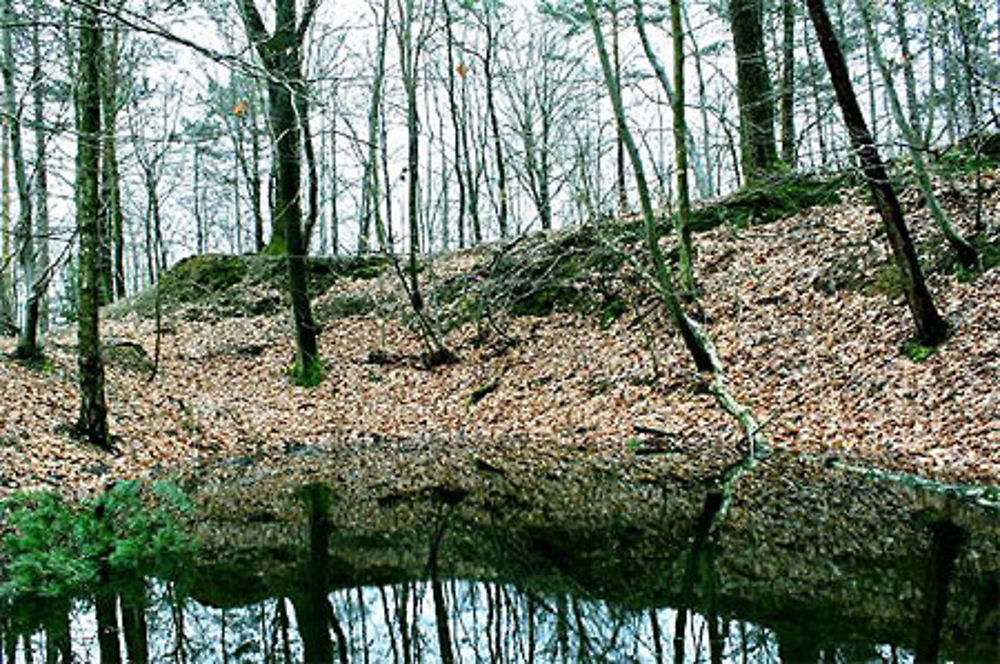 Parc naturel régional de la Montagne de Reims