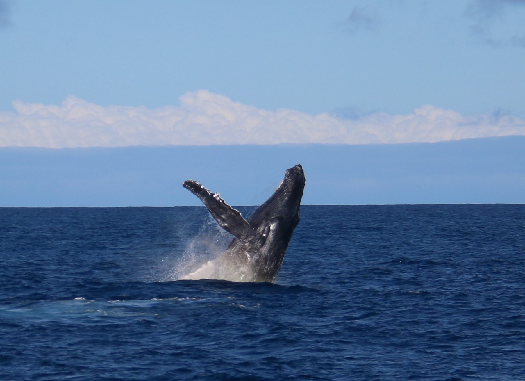 Baleine en plein saut ! magnifique ! Baleine en plein saut ! magnifique !