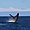 Baleine en plein saut ! magnifique !