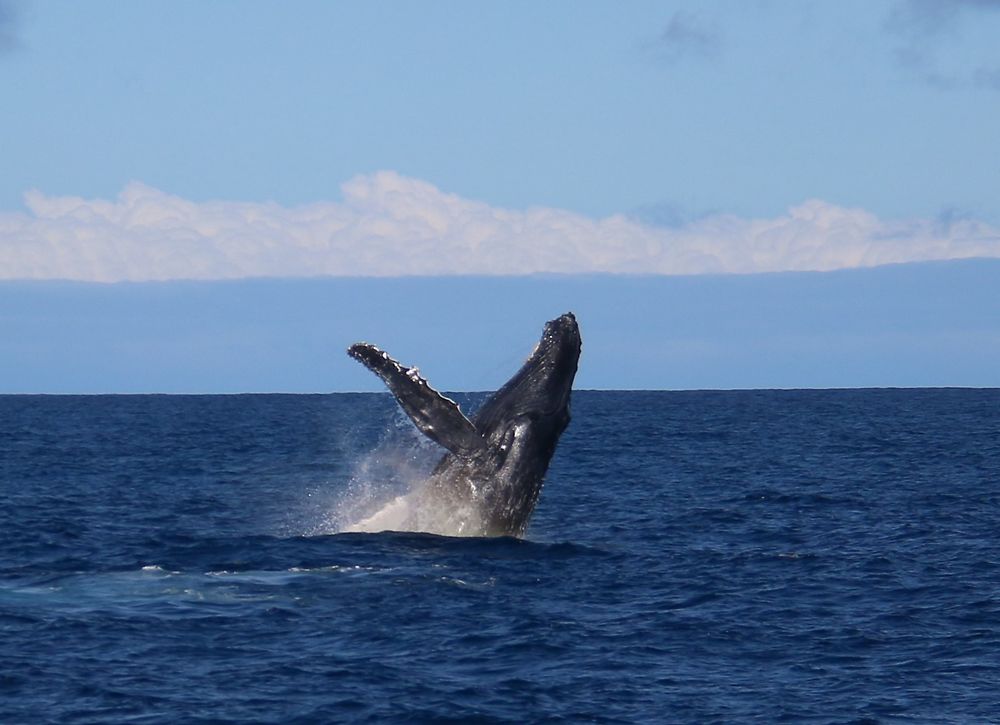 Baleine en plein saut ! magnifique !