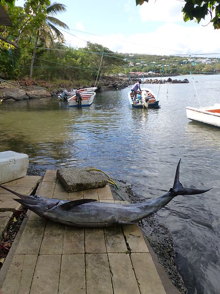 Poisson marlin à Deshaies en Guadeloupe