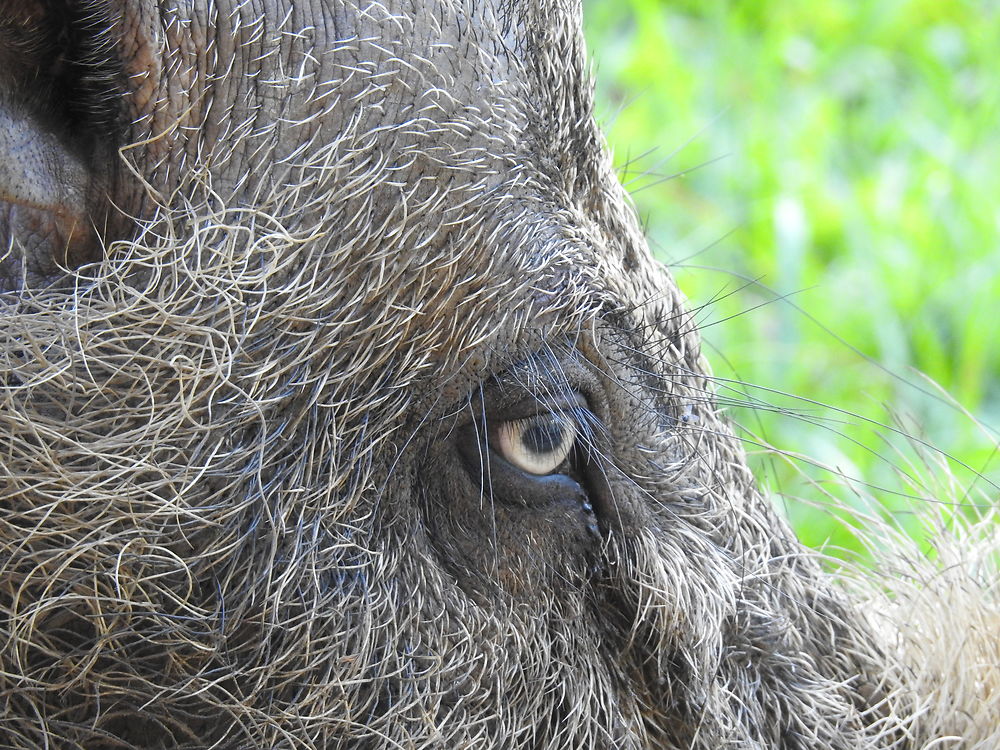 Regard du sanglier sauvage