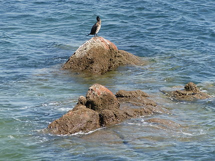 Le cormoran solitaire de port Manec’h