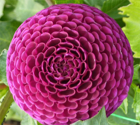 Fleur du Danemark Fleur du Danemark