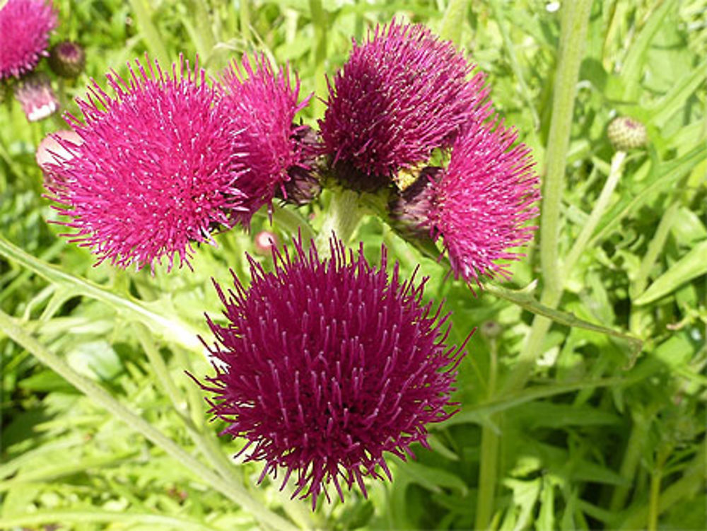 Fleurs du jardin de Cambo