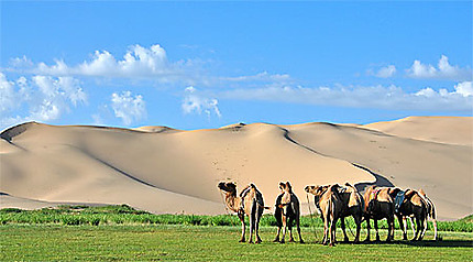 La dune Khongoryn Els