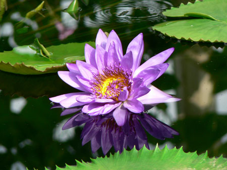 Waterlily House à Kew Waterlily House à Kew