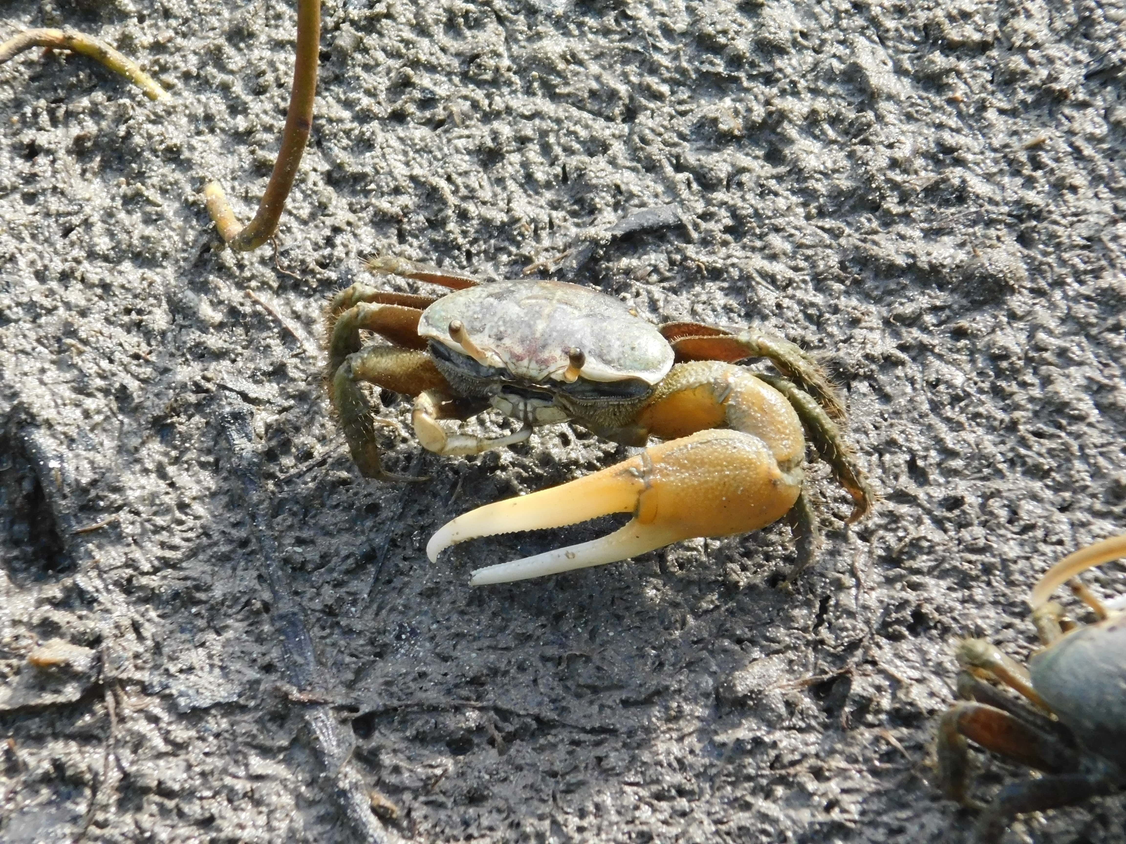 Crabe de mangrove aux Salines en Martinique