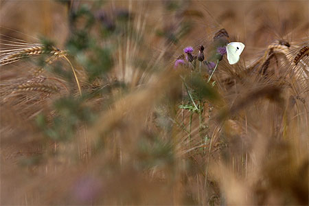 Papillons dans les blés chardonneux Papillons dans les blés chardonneux