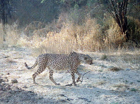 Cheetah Cheetah