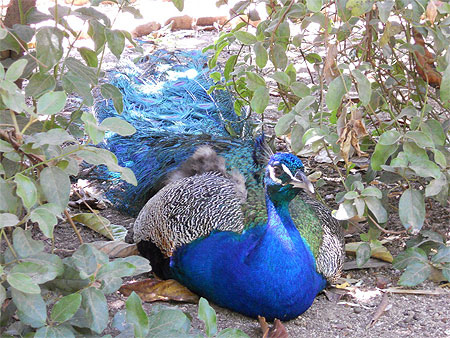 Paon au jardin exotique de Bandol-Sanary Paon au jardin exotique de Bandol-Sanary