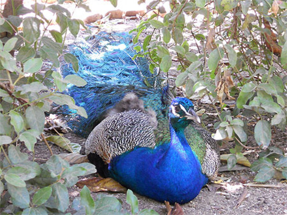 Paon au jardin exotique de Bandol-Sanary