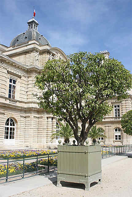 Le palais du Luxembourg à Paris