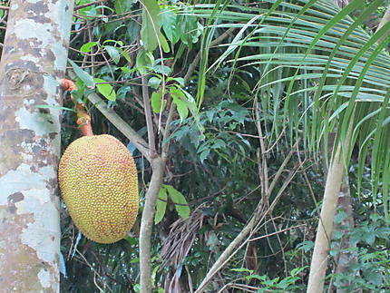 Fruit le Durian