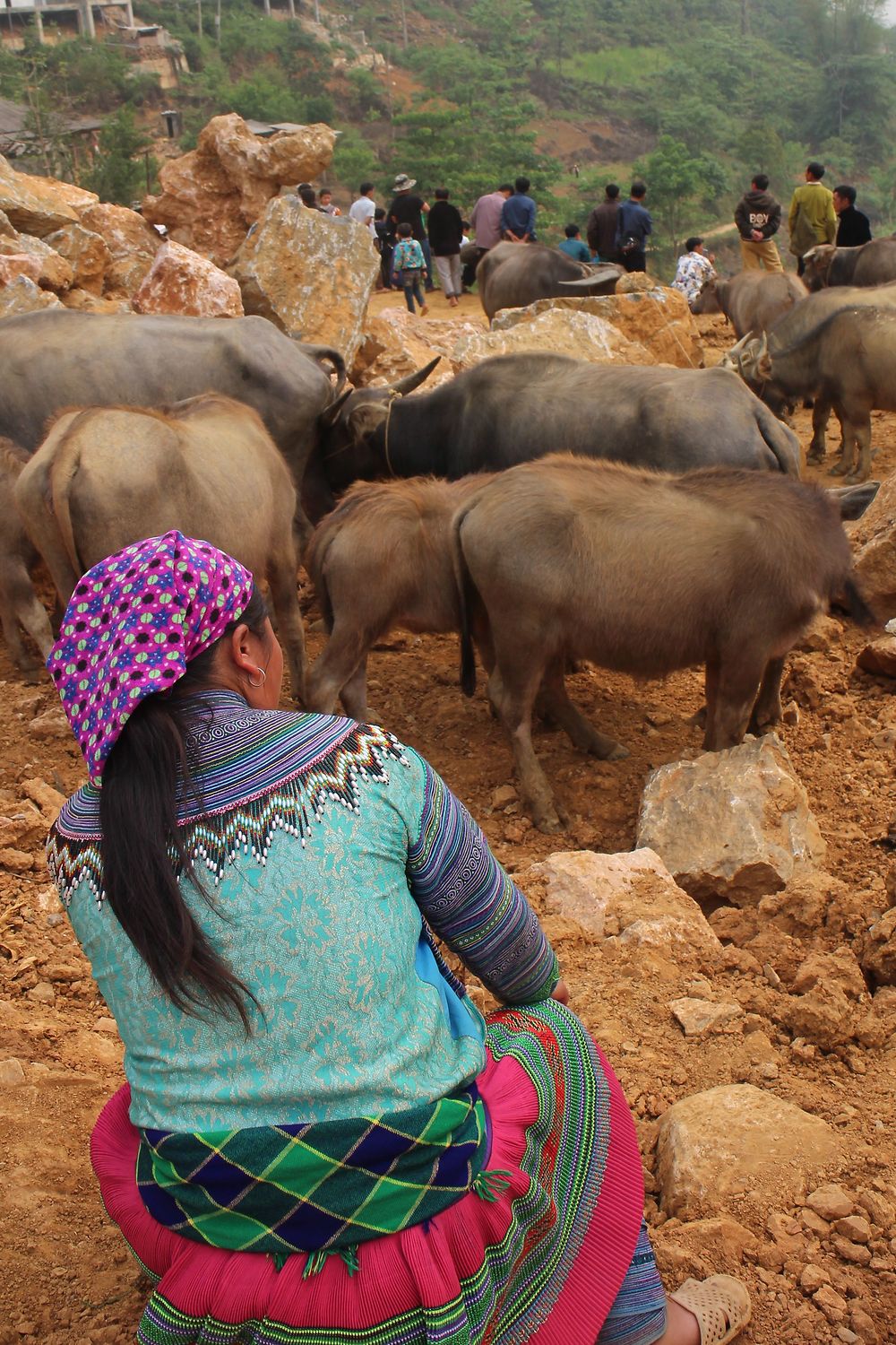 Foire aux buffles de Can Cau