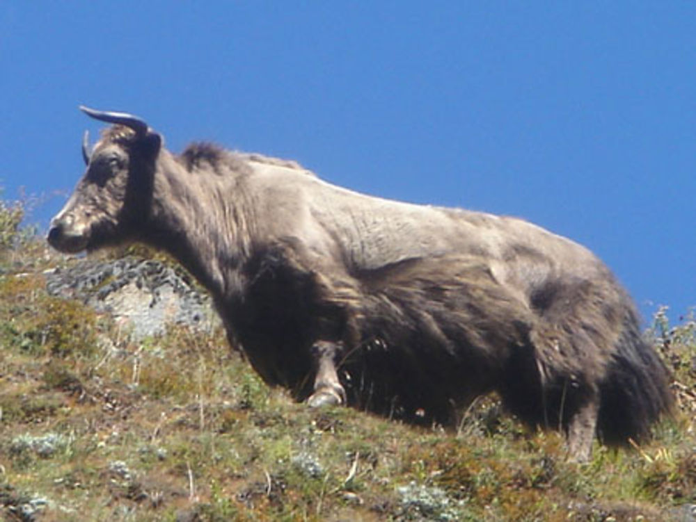 Le Yak - Roi majestueux des Himalayas