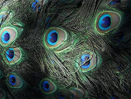 Plumage du paon Plumage du paon