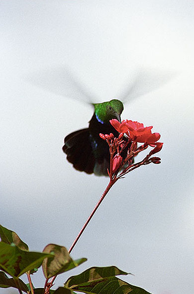 Colibri