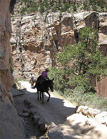 Descente à dos de mule vers le Colorado