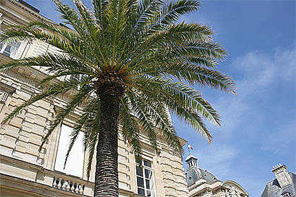 Palmier près du Palais du Luxembourg