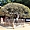 Dazaifu Tenman-gu, arbre centenaire