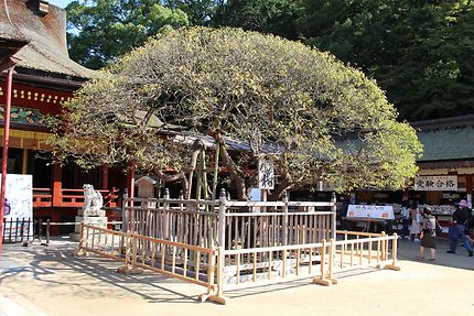 Dazaifu Tenman-gu, arbre centenaire