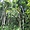 Forêt tropicale à Petit-Bourg en Guadeloupe