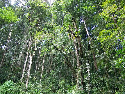 Forêt tropicale à Petit-Bourg en Guadeloupe