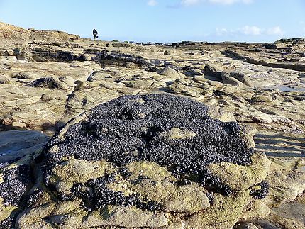 Des mini moules à Fort Bloqué 