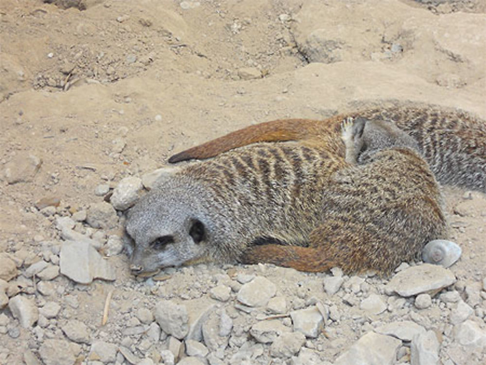 Suricates pendant la sieste