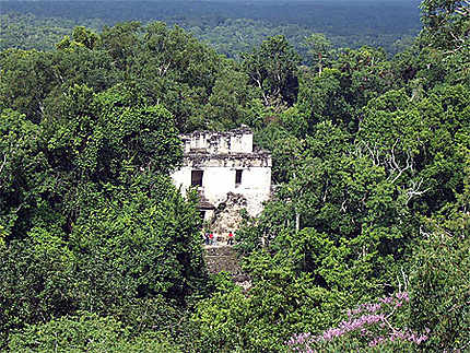 La jungle à Tikal