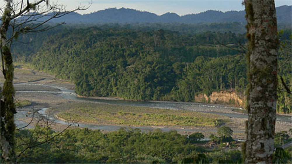 La forêt depuis Macas