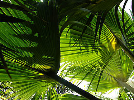 Sous les palmiers du jardin botanique de Las Palmas
