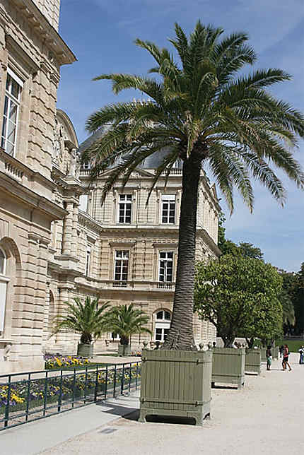 Palais du Luxembourg et son palmier