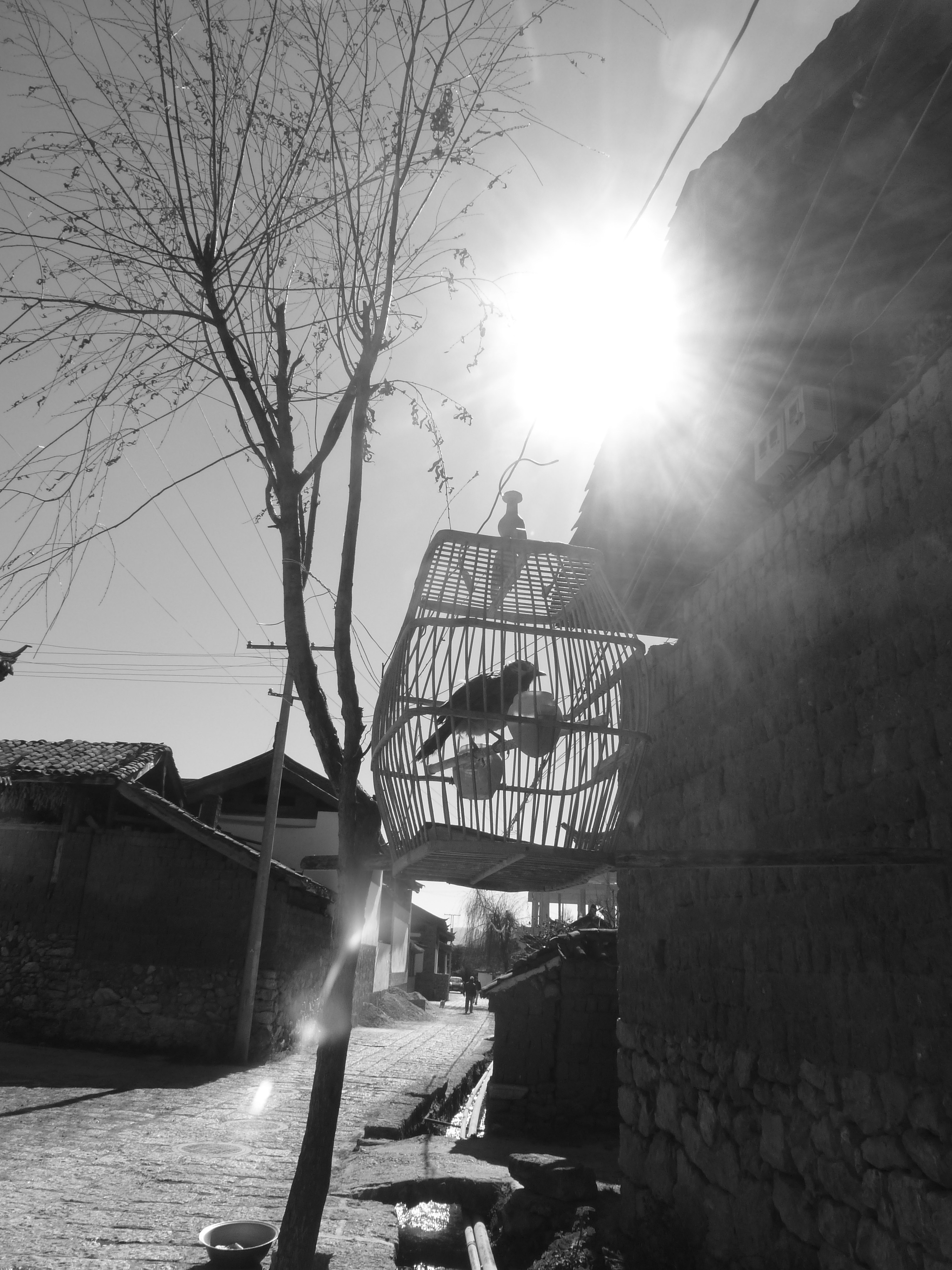 L'oiseau de Baisha L'oiseau de Baisha