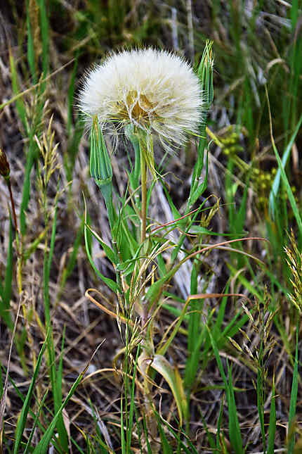 La flore le long de la Beartooth HWY