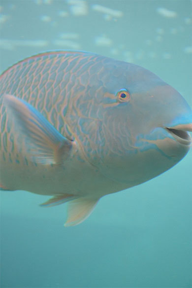 Scaridae (poisson perroquet) Scaridae (poisson perroquet)