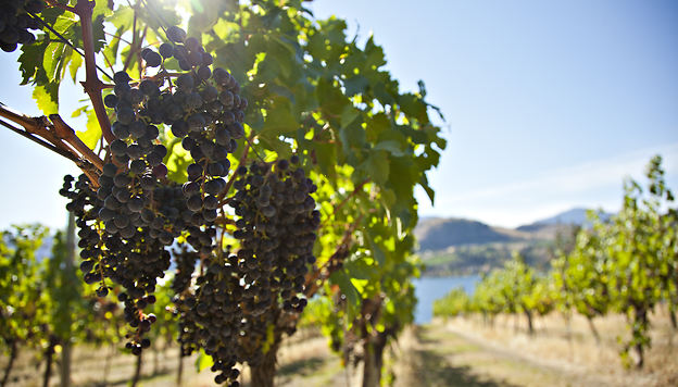 Okanagan : sur la route des vins dans l&rsquo;Ouest canadien