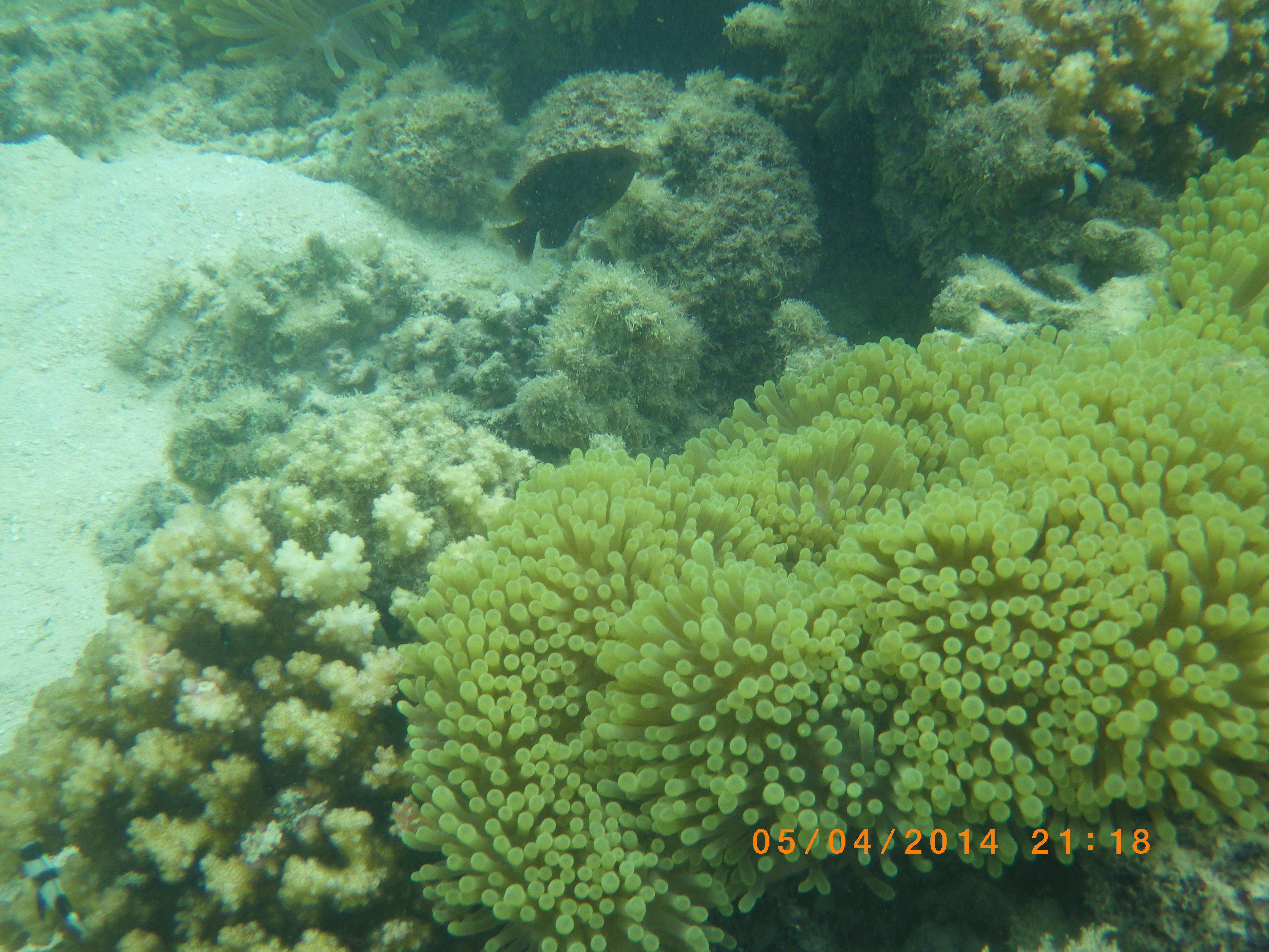 Fonds sous marins lagon de Moorea Fonds sous marins lagon de Moorea